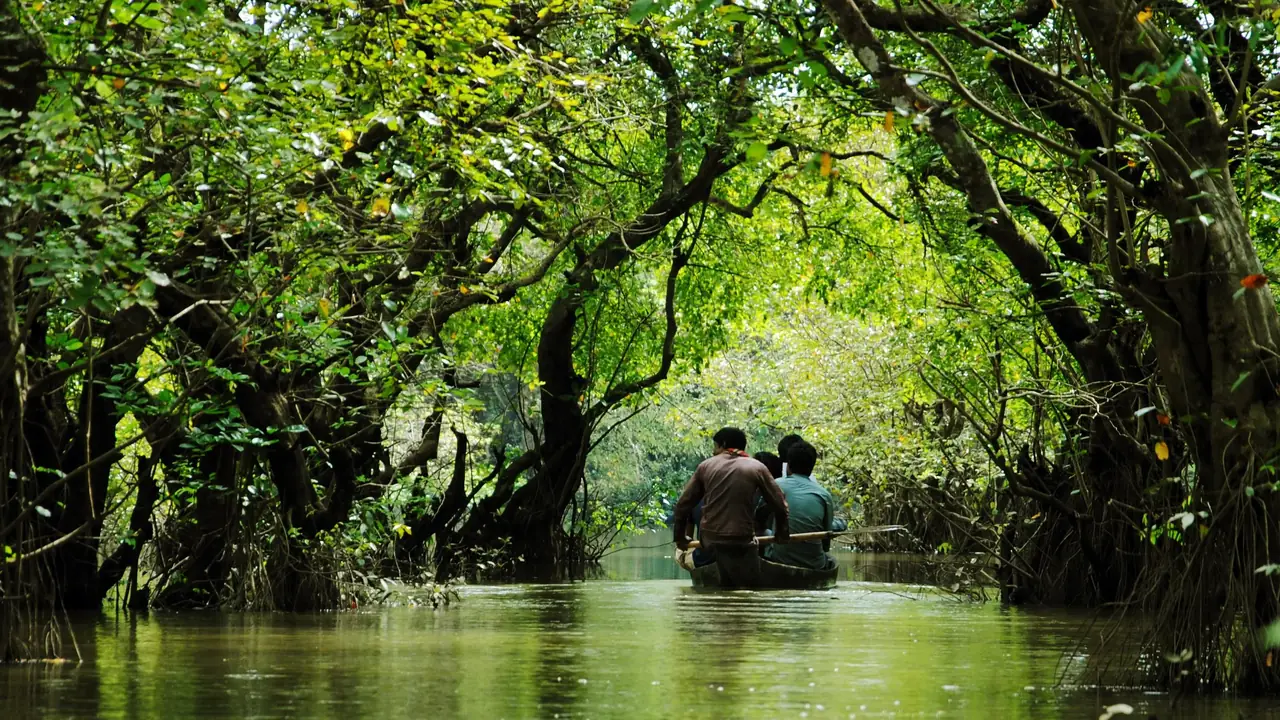 Ratargul swamp forest boat ride Sylhet Bangladesh
