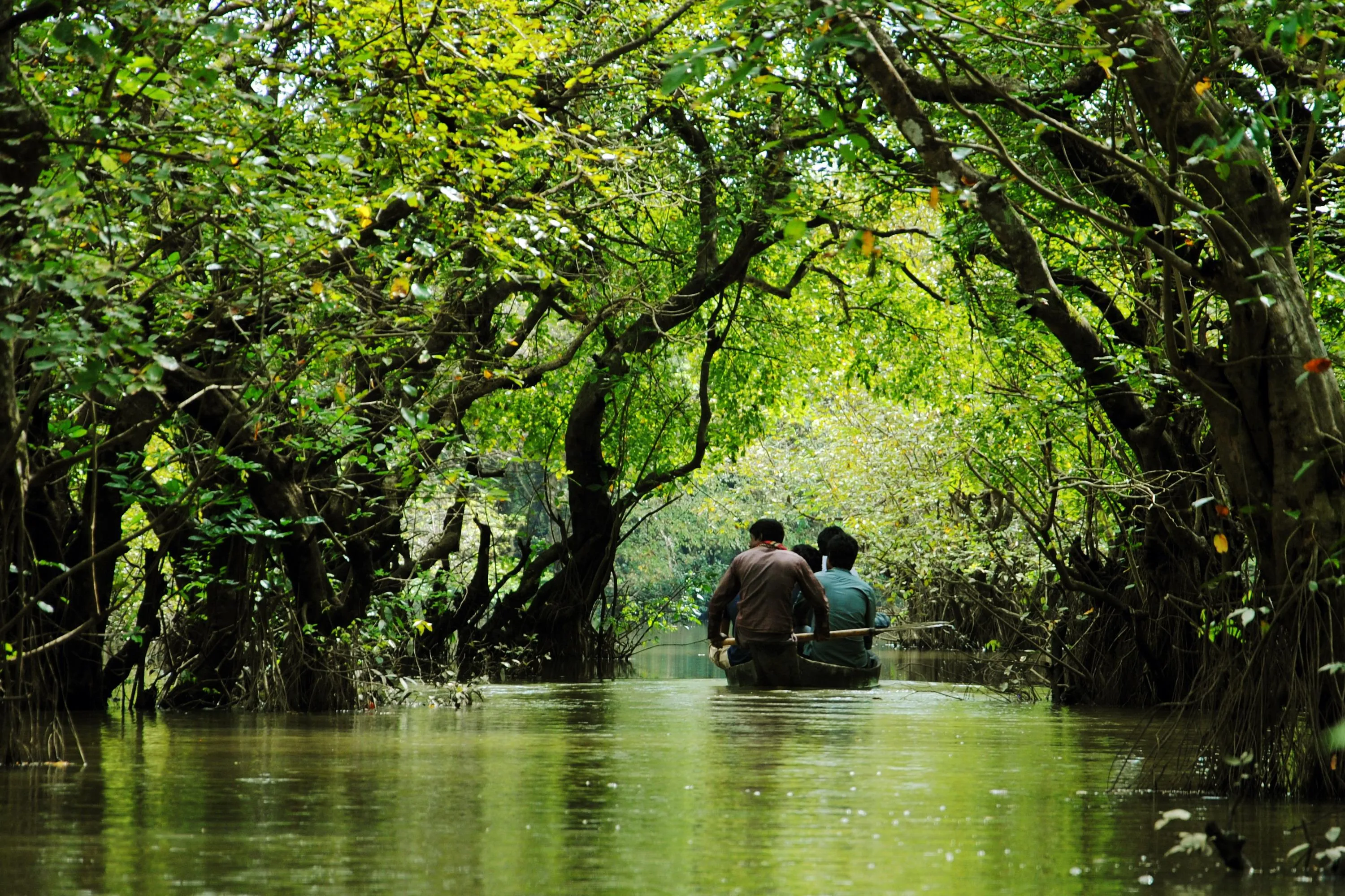 Ratargul swamp forest boat ride Sylhet Bangladesh