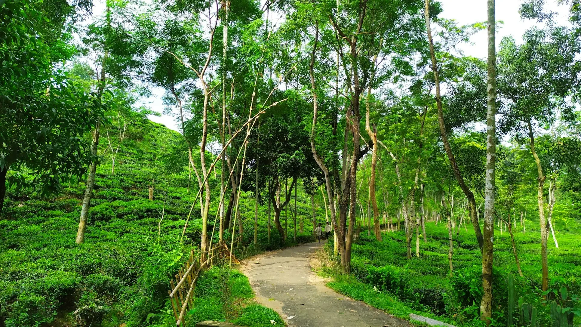 Sylhet tea estate green landscape